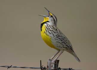 Get Paid to Promote Clean Water and Healthy Soil